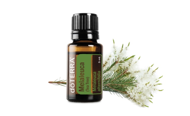 10 beneficii ale uleiului esențial Melaleuca doTERRA (Tea tree doTERRA ...