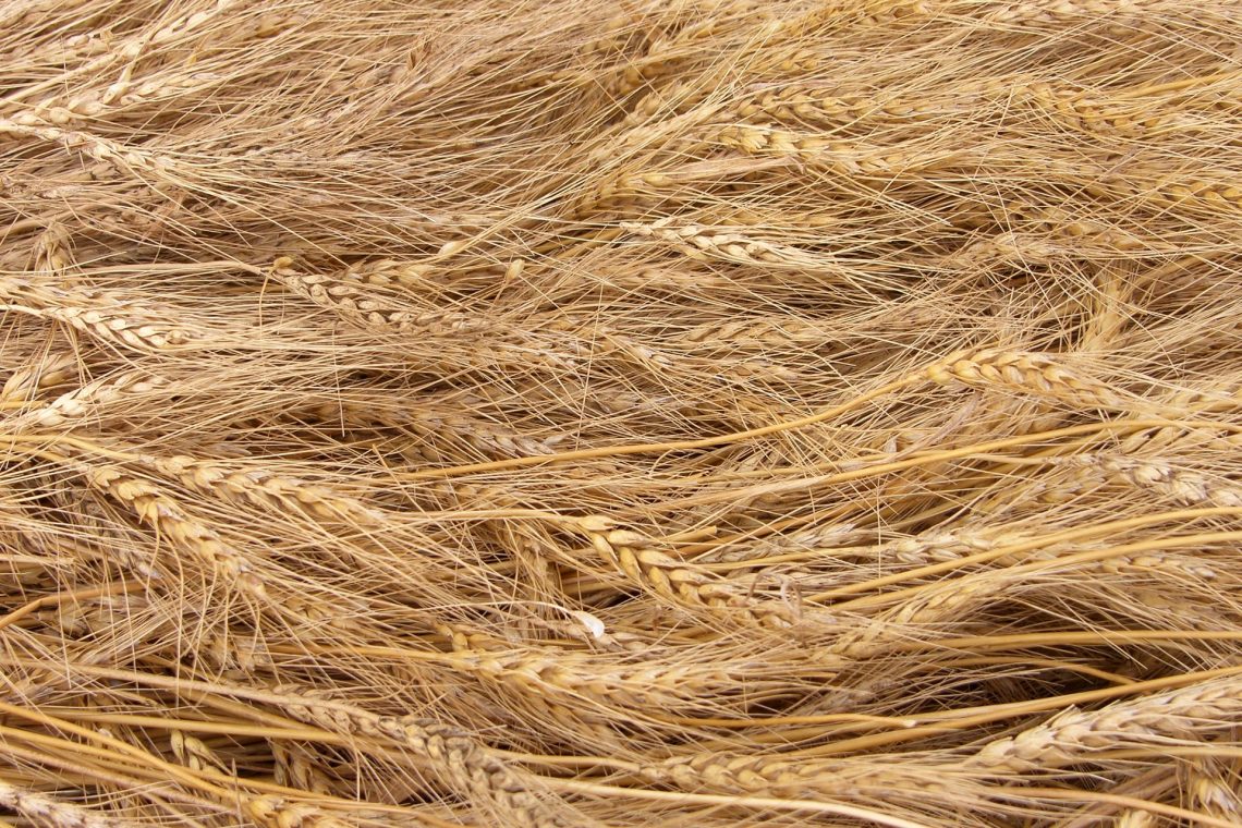 De ce fermierii aleg sa depoziteze recolta in silozuri pentru cereale?
